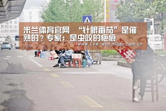 米兰体育官网-“针眼番茄”是催熟的?专家:是虫咬的疤痕(图1) 米兰体育官网
